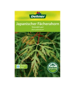 Japanischer Fächerahorn 'Emerald Lace' -Progarden Pflanzen Verkäufe 00000000 Acer palmatum Emerald Lace 2016 1