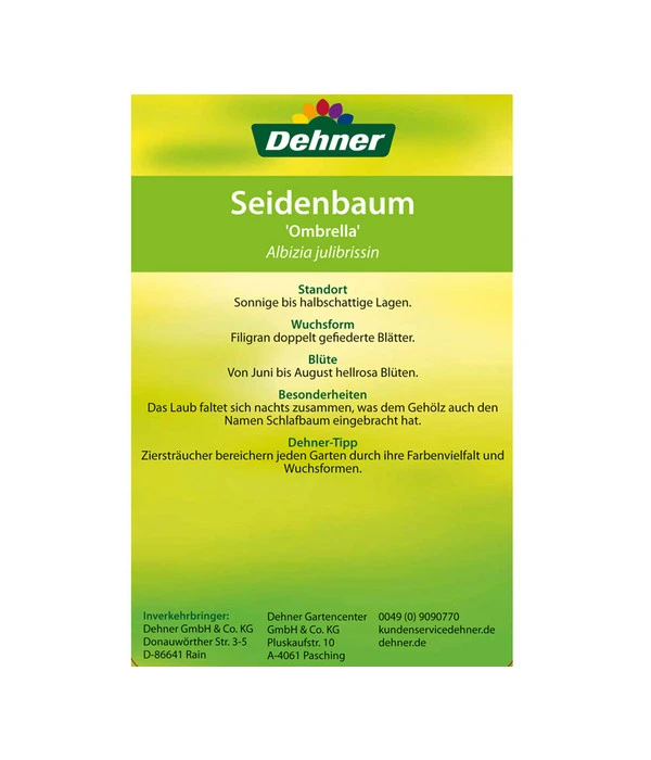 Seidenbaum - Seidenakazie 'Ombrella' 6 Seidenbaum - Seidenakazie 'Ombrella' – Bild 6