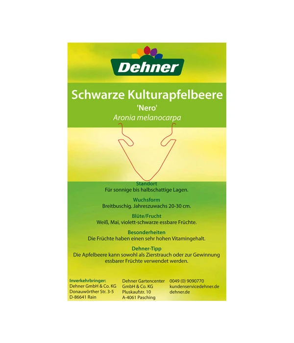 Apfelbeere, Aronia 'Nero' 6 Apfelbeere, Aronia 'Nero' – Bild 6