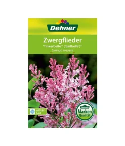 Zwerg-Duftflieder 'Tinkerbelle' -Progarden Pflanzen Verkäufe 00000000 Syringa meyerii Tinkerbelle 2016 1
