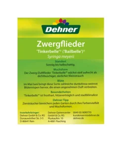 Zwerg-Duftflieder 'Tinkerbelle' -Progarden Pflanzen Verkäufe 00000000 Syringa meyerii Tinkerbelle 2016 2