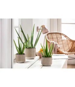 Echte Aloe-Set - Aloe Vera 6 Echte Aloe-Set - Aloe Vera -Progarden Pflanzen Verkäufe 201904010 PR MO 01 Aloe GC15