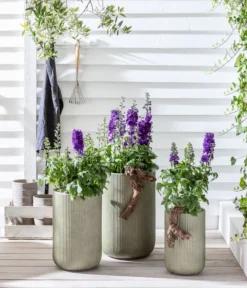 Rittersporn, Verschiedene Farben 20 Rittersporn, Verschiedene Farben -Progarden Pflanzen Verkäufe 20200709 WE MO 001 Rittersporn 2021 GC12