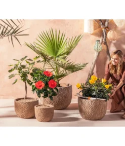 Zimmerhibiskus - Hibiscus Rosa-sinensis, Verschiedene Sorten -Progarden Pflanzen Verkäufe 20210520 WE MO 001 Orientalisch