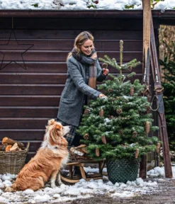 Nordmann-Tanne, B-Sortierung, Ca. 100-125 Cm, Im Topf Gewachsen -Progarden Pflanzen Verkäufe 20211215 8995946 8995706 8995953 WE MO 001 TannenbaumTopf 1