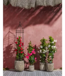 Dehner Premium Obelisk Odin -Progarden Pflanzen Verkäufe 2480069 2480093 2480119 WE MO 007 DehnerPremiumObeliskOdin