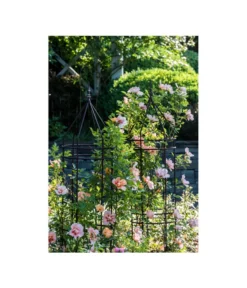 Dehner Premium Obelisk Odin -Progarden Pflanzen Verkäufe 2480069 2480093 2480119 WE MO 009 DehnerPremiumObeliskOdinRankhilfe