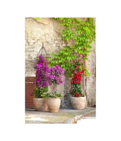 Dehner Premium Obelisk Odin -Progarden Pflanzen Verkäufe 2481976 2481596 2481927 WE MO 001 DehnerHalbobelisk