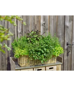 Van Der Leeden Rattan-Pflanzkasten, Graubraun -Progarden Pflanzen Verkäufe 3692761 3692548 3692506 WE MO 005 RattanPflanzkastenbraun