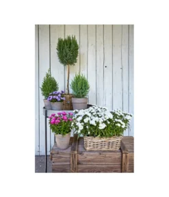 Van Der Leeden Rattan-Pflanzkasten, Graubraun -Progarden Pflanzen Verkäufe 3692761 3692548 3692506 WE MO 006 RattanPflanzkastenbraunBlumenkasten