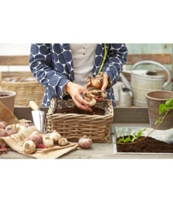 Van Der Leeden Rattan-Pflanzkasten, Graubraun -Progarden Pflanzen Verkäufe 3692761 3692548 3692506 WE MO 008 RattanPflanzkastenbraunBlumenkasten