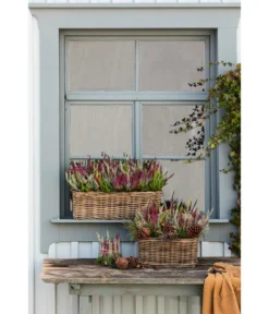 Van Der Leeden Rattan-Pflanzkasten, Graubraun -Progarden Pflanzen Verkäufe 3692761 3692548 3692506 WE MO 014 RattanPflanzkastenbraun