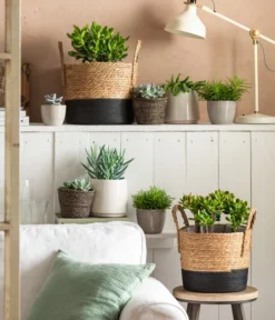 Dickblatt - Crassula Cultivars, Verschiedene Sorten 12 Dickblatt - Crassula Cultivars, Verschiedene Sorten -Progarden Pflanzen Verkäufe 4106035 6904783 4106043 6938864 4439196 WE MO 001 TopfLinaKorbRob