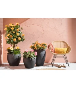 Zimmerhibiskus - Hibiscus Rosa-sinensis, Verschiedene Sorten -Progarden Pflanzen Verkäufe 4319398 PR MO 001 KunststoffTopfSchwarz