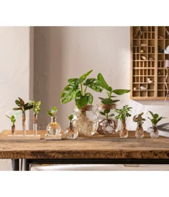 Waterplant Balsamapfel Im Kugelglas - Clusia Rosea 'Princess', Mit LED -Progarden Pflanzen Verkäufe 6125066 WE MO 001 WaterPlants 1