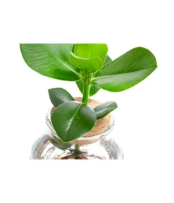 Waterplant Balsamapfel Im Kugelglas - Clusia Rosea 'Princess', Ca. 30 Cm -Progarden Pflanzen Verkäufe 6125082 WE DE 001 WaterPlantsClusia12cm