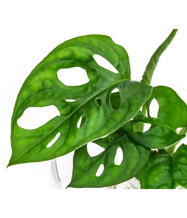 Waterplant Fensterblatt Im Glas - Monstera Adansonii, Ca. 30 Cm 2 Waterplant Fensterblatt Im Glas - Monstera Adansonii, Ca. 30 Cm – Bild 2