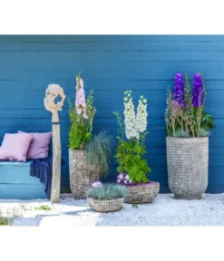 Rittersporn, Verschiedene Farben 19 Rittersporn, Verschiedene Farben -Progarden Pflanzen Verkäufe 6732911 WE MO 001 KeramikPflanztopfRelicRittersporn