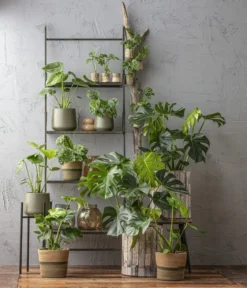 Fensterblatt - Monstera Deliciosa -Progarden Pflanzen Verkäufe 6924559 6904957 6924559 WE MO 001 Monstera 1