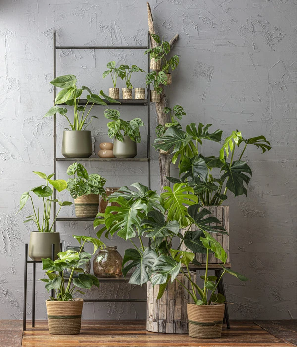 Fensterblatt - Monstera Deliciosa, Hydrokultur 2 Fensterblatt - Monstera Deliciosa, Hydrokultur – Bild 2