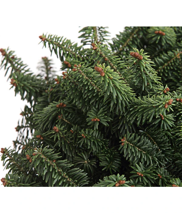 Zwerg-Balsam-Tanne 'Nana' 2 Zwerg-Balsam-Tanne 'Nana' – Bild 2