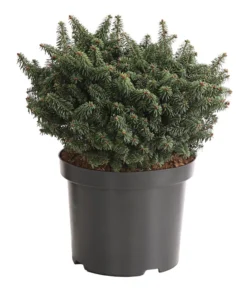 Zwerg-Balsam-Tanne 'Nana'