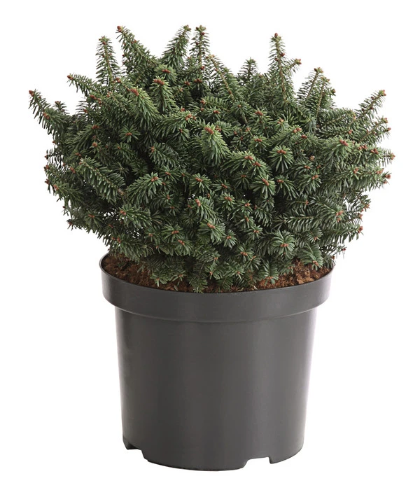 Zwerg-Balsam-Tanne 'Nana' 1 Zwerg-Balsam-Tanne 'Nana'
