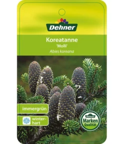 Korea-Tanne 'Molli' 10 Korea-Tanne 'Molli' -Progarden Pflanzen Verkäufe 7001936 KoreatanneMolli Etikett 1