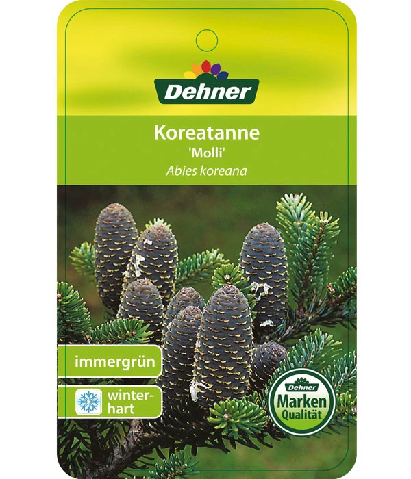 Korea-Tanne 'Molli' 5 Korea-Tanne 'Molli' – Bild 5