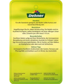 Korea-Tanne 'Molli' 11 Korea-Tanne 'Molli' -Progarden Pflanzen Verkäufe 7001936 KoreatanneMolli Etikett 2