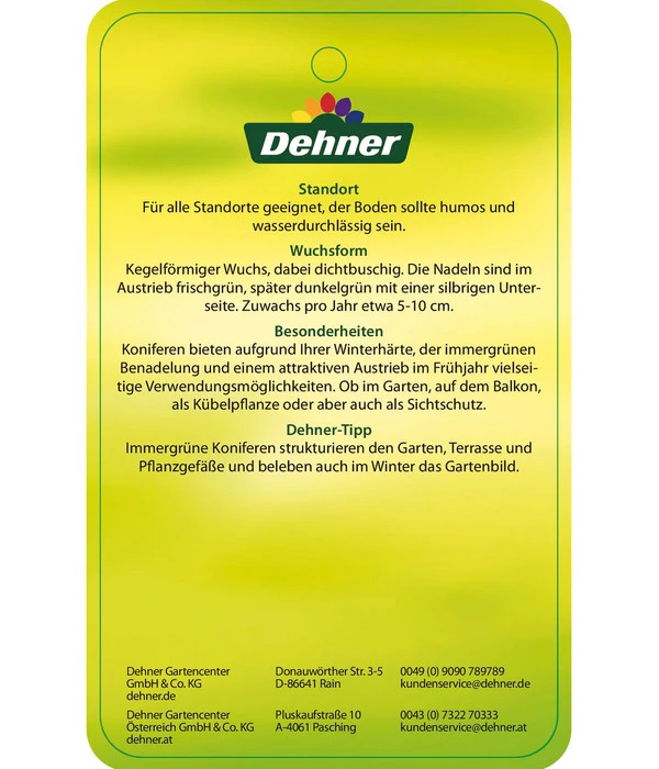 Korea-Tanne 'Molli' 6 Korea-Tanne 'Molli' – Bild 6