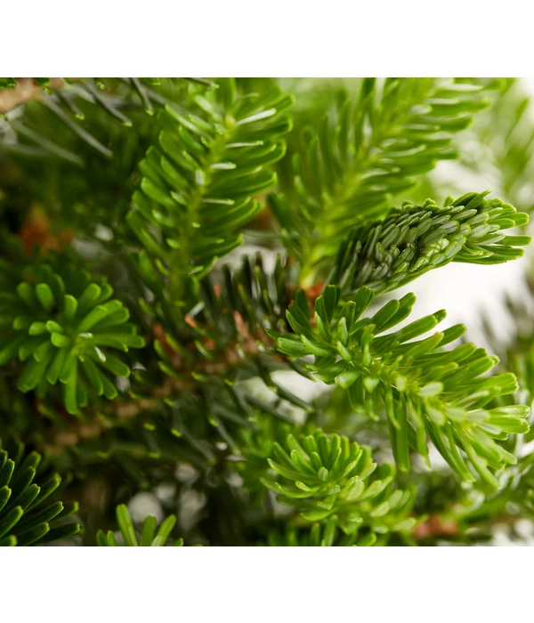 Korea-Tanne 'Molli' 3 Korea-Tanne 'Molli' – Bild 3