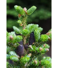 Korea-Tanne 'Molli' 9 Korea-Tanne 'Molli' -Progarden Pflanzen Verkäufe 7002405 PR DE 001 AbiesKoreanaMolli