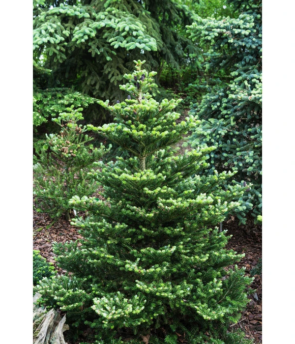 Korea-Tanne 'Molli' 2 Korea-Tanne 'Molli' – Bild 2