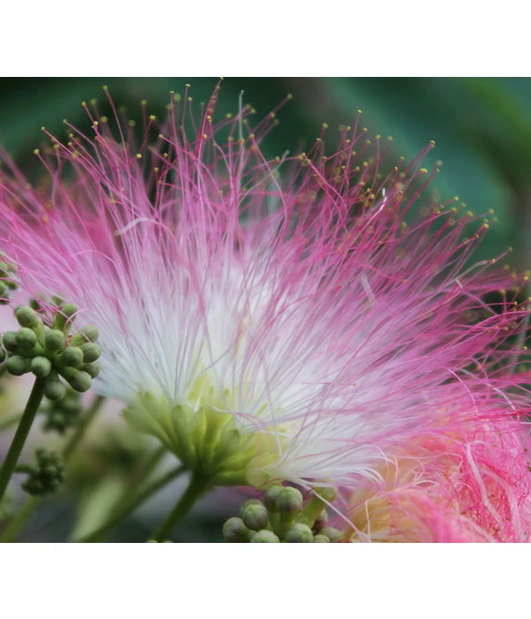 Seidenbaum - Seidenakazie 'Ombrella' 1 Seidenbaum - Seidenakazie 'Ombrella'