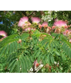 Seidenbaum - Seidenakazie 'Ombrella' 9 Seidenbaum - Seidenakazie 'Ombrella' -Progarden Pflanzen Verkäufe 7037922 PR DE 002 AlbiziaPixabay