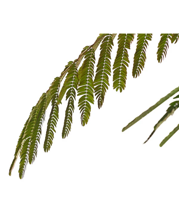 Seidenbaum - Seidenakazie 'Ombrella' 3 Seidenbaum - Seidenakazie 'Ombrella' – Bild 3