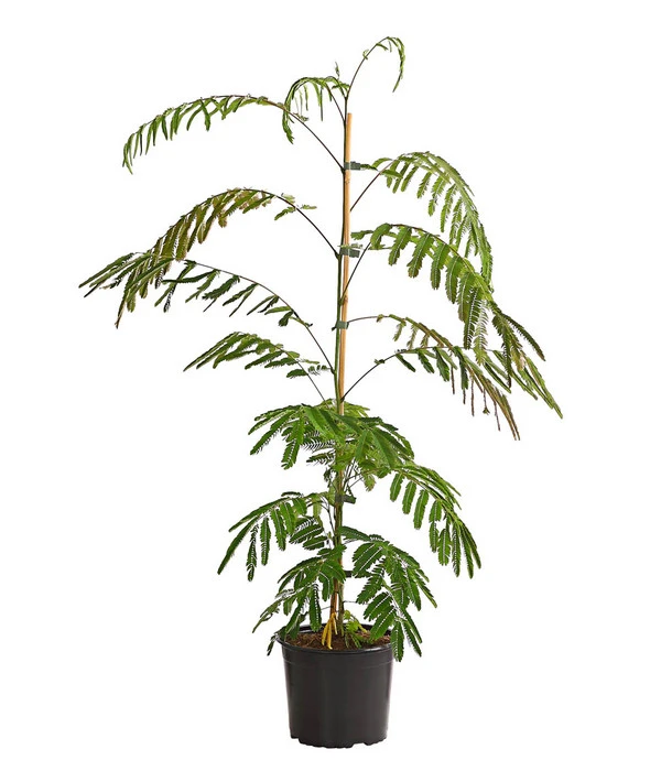 Seidenbaum - Seidenakazie 'Ombrella' 2 Seidenbaum - Seidenakazie 'Ombrella' – Bild 2