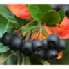 Apfelbeere, Aronia 'Nero'