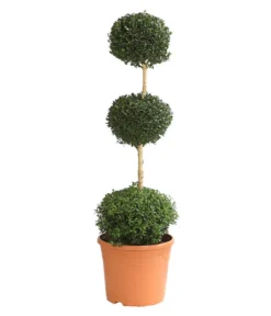 Buchsbaum, Stämmchen Mit 3 Kugeln