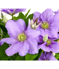 Waldrebe - Clematis, Blau, Rankhilfe