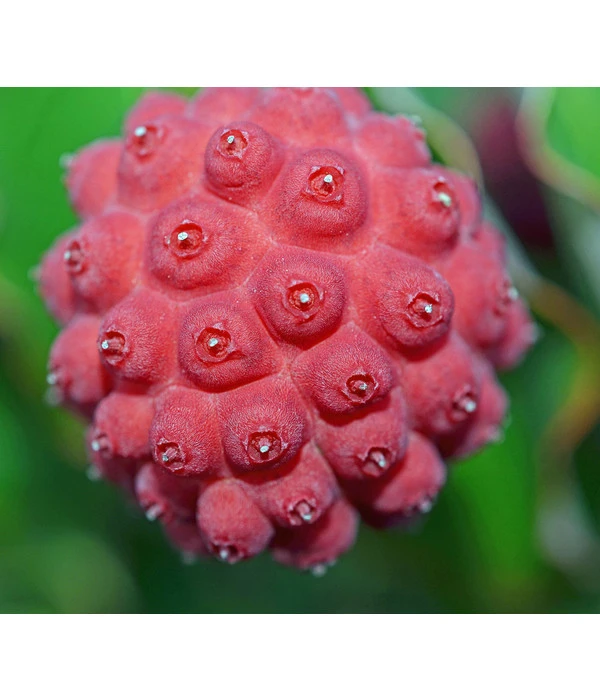 Blumen-Hartriegel 2 Blumen-Hartriegel – Bild 2