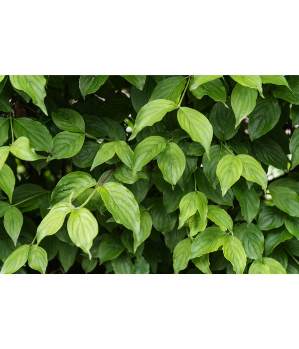 Kornelkirsche - Cornus Mas 3 Kornelkirsche - Cornus Mas – Bild 3