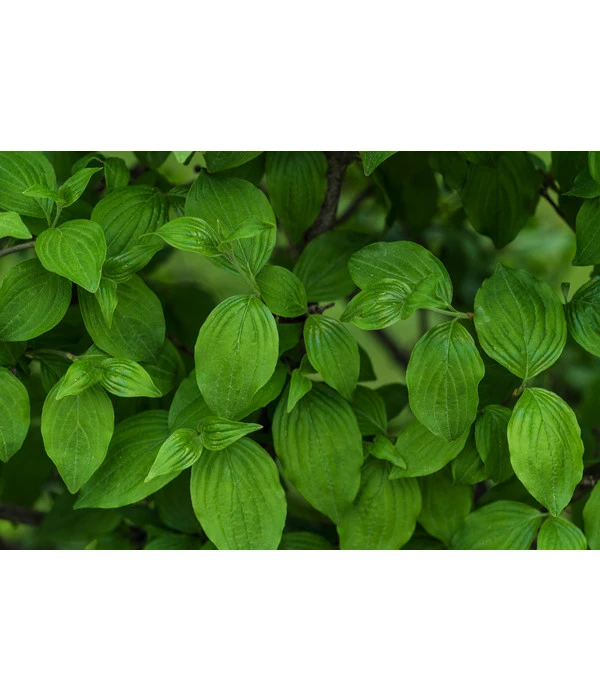 Kornelkirsche - Cornus Mas 4 Kornelkirsche - Cornus Mas – Bild 4