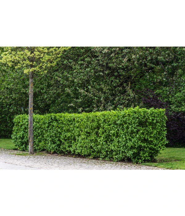 Kornelkirsche - Cornus Mas 2 Kornelkirsche - Cornus Mas – Bild 2