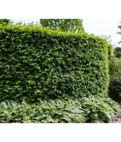 Kornelkirsche - Cornus Mas