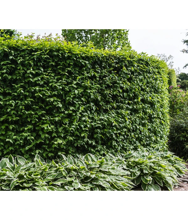 Kornelkirsche - Cornus Mas 1 Kornelkirsche - Cornus Mas