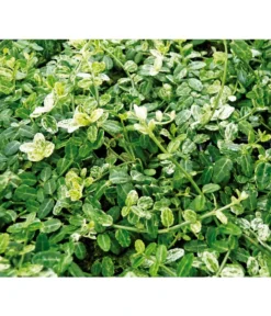 Kriech-Spindelstrauch 'Silverstone'