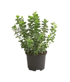 Spindelstrauch 'Emerald Gaiety'