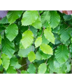 7 Meter Rotbuche, 14 X Ca. 200-225 Cm -Progarden Pflanzen Verkäufe 7185077 FagusSylvaticaDetailLuckner 2